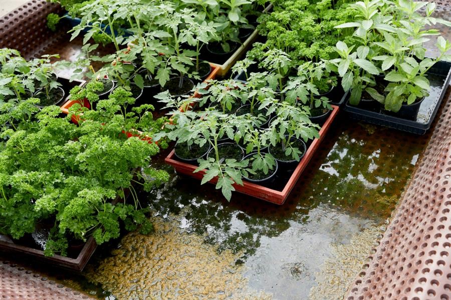Bericht Vertical farming bekijken